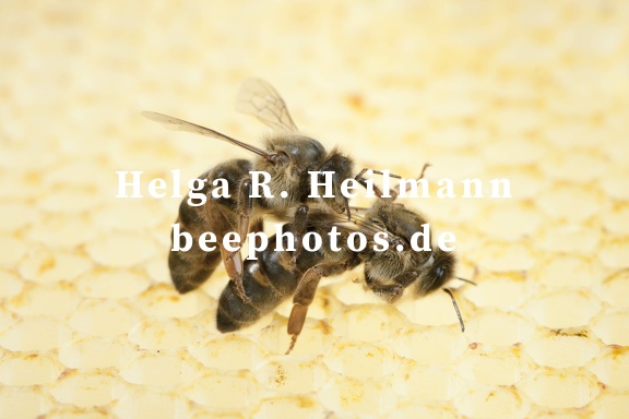 Jungköniginnen