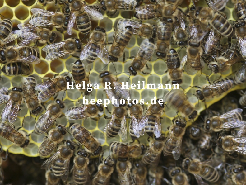 Der Bienentanz