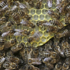 Der Bienentanz