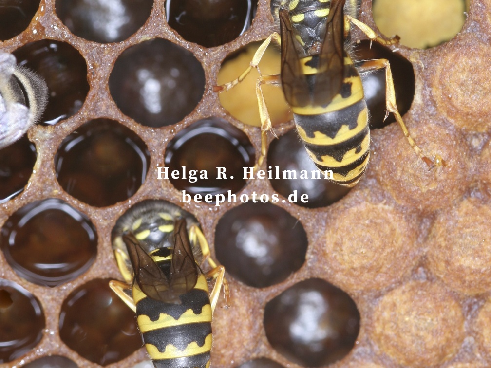 Feinde der Honigbienen