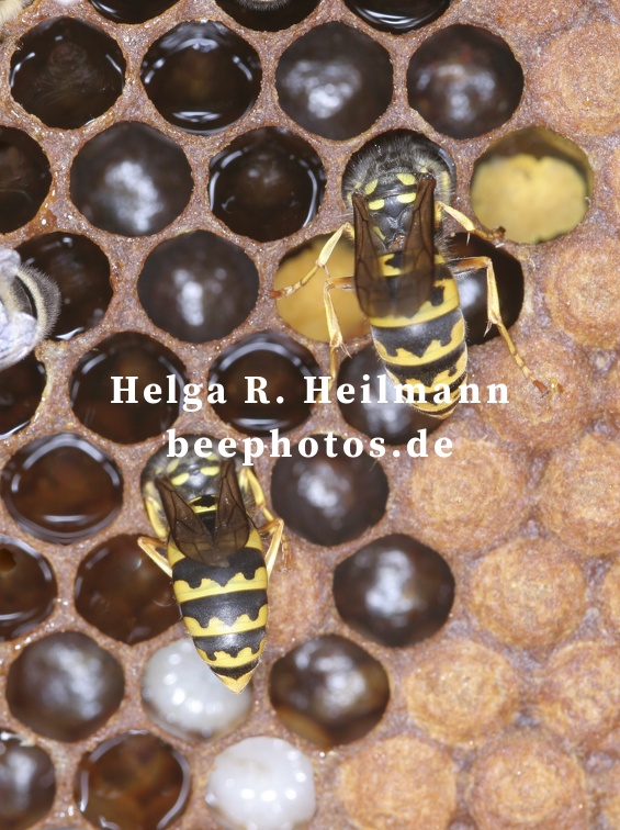 Feinde der Honigbienen