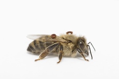 Feinde der Honigbienen