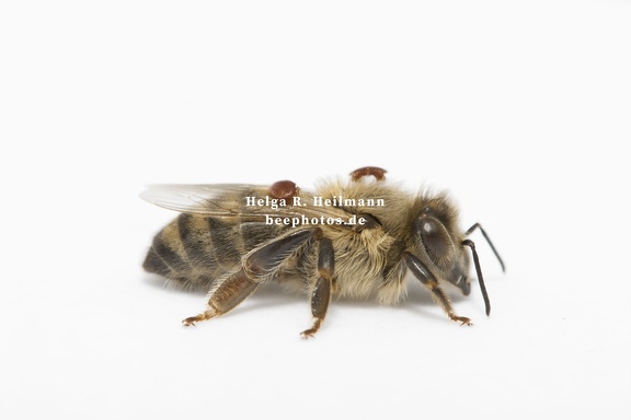 Feinde der Honigbienen