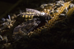 Feinde der Honigbienen