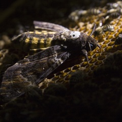 Feinde der Honigbienen